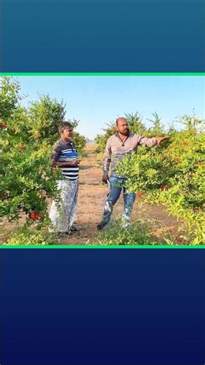 Part-5 Pomegranate flowering problems #pomegranate #pomegranatefarming