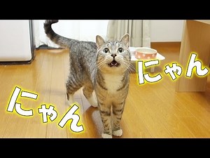 cute cat meowing many times