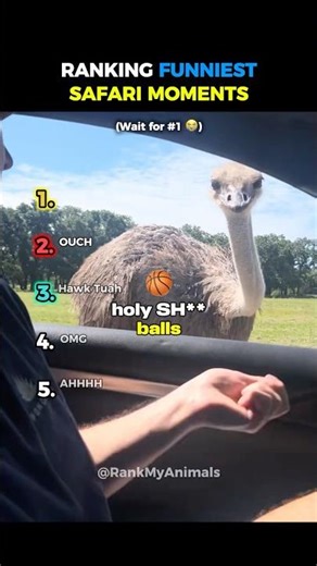 Ranking Funniest Safari Moments 😭☠️