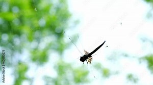 A single dragonfly, Odonata Anisoptera, with clear wings is struggling to free itself from a spider cobweb.