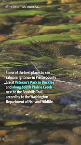 Experience salmon spawning season in these Pierce County waters