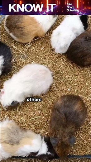 Why do Guinea Pigs make Squeaking Sounds?
