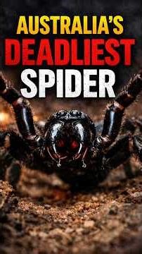 Australia’s Deadliest Spider 😳 | Dangerous Australia Ep 1 #outbackaustralia #australia