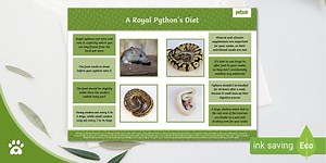 A Royal Python's Diet - Fact Sheet