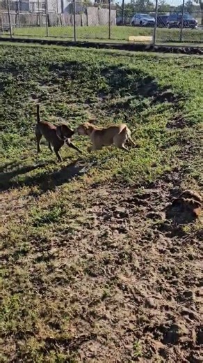 Sometimes, the shelter can be a tough place for a dog — all the noise, the new faces, the waiting. But every now and then, two dogs find exactly what they need: each other. ❤️ 🐾 Meet Squealliam and Hummus — two good boys who’ve become best buds in the shelter. When they’re together, tails wag, stress melts away, and playtime begins! They’re each available for adoption (not a bonded pair), but it’s been heartwarming to see how a little friendship can make a big difference. These boys remind us t
