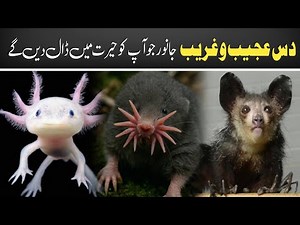 Top 10 Weirdest Animals in the World | Real Strange Creatures You Won’t Believe Exist