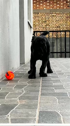 Gray brindle female 🔥🥰🥰 #canecorso #canecorsopuppy #canecorsolove #canecorsofans | Cane Corso USA.