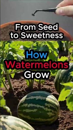 How Watermelons Grow: From Soil to Slice