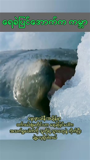 Newborn Seal Abandoned by Its Mother in Heartbreaking Scene