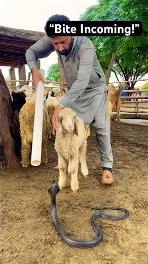 Deadly Snake Attack Incoming! 🐍 Innocent Lamb in Danger 🐑⚡