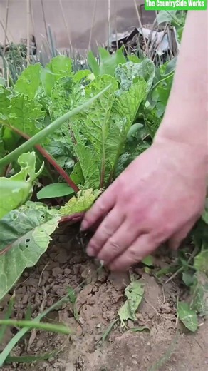 🔴⚙️ Red Radish Top Trimming in Soil Bed Using Cleaver Knife
