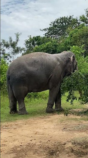 Why Asian Elephants Are So Important to Our Ecosystem | he Secret Life of Asian Elephants in Asia