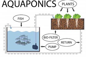 Types Of Aquaponics Systems (Pros And Cons) - Fish Article