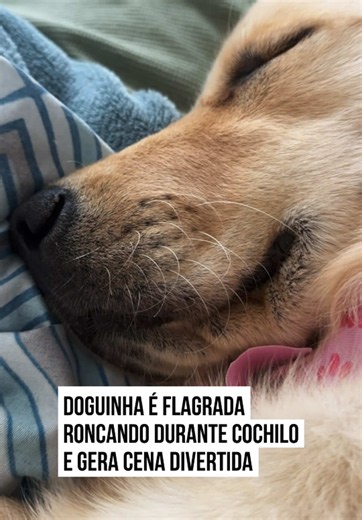 🐶 DESCANSO DOS JUSTOS Anamel, uma #golden retriever, foi flagrada pela tutora em um momento de puro #descanso. Dormindo tranquilamente, a cadela começou a #roncar e acabou transformando o #cochilo em uma cena divertida. O registro chama atenção justamente pela paz de Anamel e pelo ronquinho que acompanha o sono. Sua cachorra também ronca quando dorme profundamente? #metropoles 🤳 @paoladiaadia | @myhoodbr