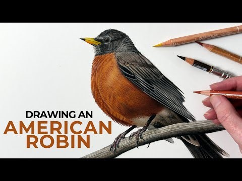 Drawing An American Robin In Colored Pencil