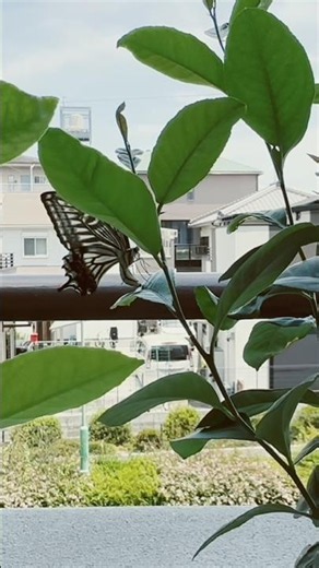 産ませてよ！ #アゲハ蝶 #産卵 #レモン #レモンの木 #ガーデニング #害虫