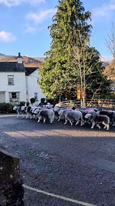 Current traffic situation in Coniston 🐑🐑 www.coppermines.co.uk #herdwicksheep #coniston #coppermines #selfcatering #Cottages #beepbeep | The Coppermines & Lakes Cottages