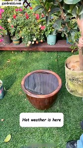 3.2K views |  Camellia Summer Care Tip As temperatures rise, the best way to water camellias is by soaking the pot. This lets the entire root system absorb deep moisture, keeping your plant healthy and hydrated!   Share & Follow for more flower care secrets!  #CamelliaCare #WateringTips #PlantCare #FlowerKnowledge #GardeningTips #GreenLiving #UrbanGardening #HomeGarden #LovePlants #gardenizi | Garden Tips & Tricks | Facebook