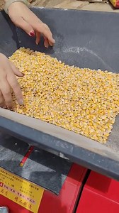 #CornCutler #CornCutler #SheepFarming #FeedProcessing #Fattening Sheep | New Tecnology