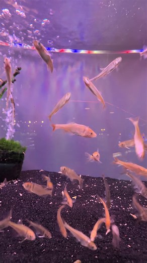 Rainbow Dace Minnows! (Cyprinella lutrensis) #fish #fishtank #aquarium #freshwater #minnow