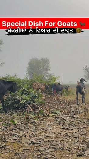 Special Dish For Goats 🐐 🤣 #goatfarm #goatfam #goatfarming #viralreels #viral #trending #trendingreels #funn #beetalgoatfarming #bawagoatfarm #mrblackia | Bawa Goat Farm - BGF