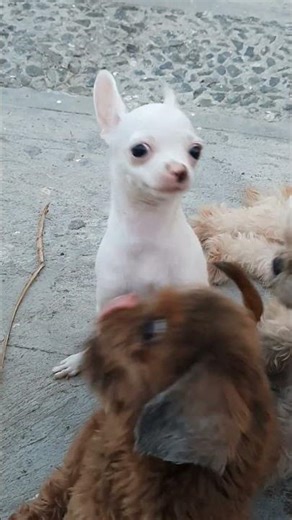 Dogie playing time#dog #dogs #doglife #pets #ch