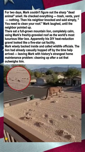 Mountain Lion Uses Roof as Giant Litter Box