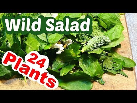 Foraging in My Yard: Wild Salad from 24 Plants of Late Spring & Early Summer