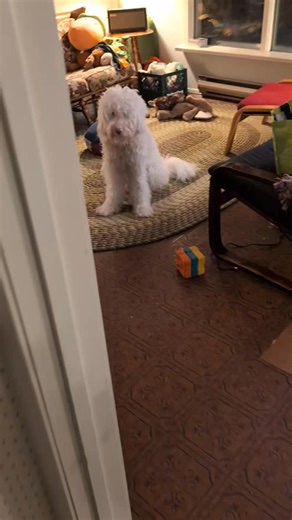 Good job Bumper! We have to keep spare hats near the door because strangely enough some people don't prefer to give their hats to a dog. He will seek out their hats though even to the point of ransacking bags that it might be in. He takes his job very seriously. | Bumper The Luck Dragon