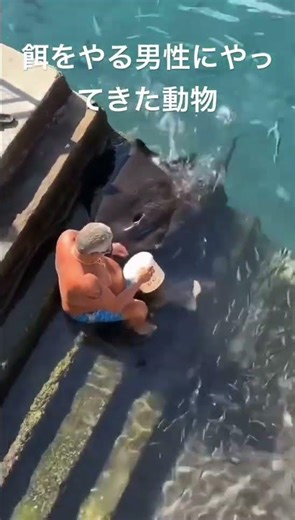 餌をやる男性にやってきた動物#動物 #海 #生き物 #生き物系 #餌やり #魚 #エイ#fishing #sea #感動する話 #感動 #感動の瞬間 #再会 #感動お届け便 #まさかの展開
