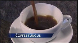 Coffee fungus is threatening coffee bean production