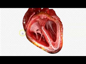 fonctionnement du cœur