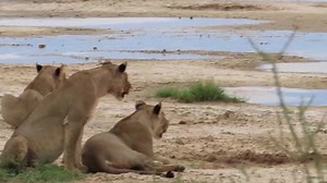 Oryx antelope running away after spotting a pride of lions at the waterhole #reels #reelsfb #reelsviral #viralpage #video #africa #Amazing #life #Wow #wildlife #travel #trending #trend #reelsvideo #nature #viral | African Bush Kingdom