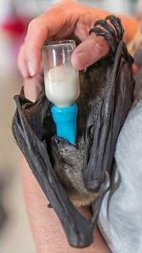 Flying Fox Babies are too cute🦇❤️