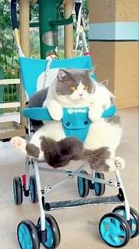Fat and Funny Pets | Chubby Cats, Dogs & Animals Doing Hilarious Things Compilation