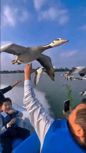 🦅 Birds Gliding in the Sky | Power of Nature | Amazing Bird Facts #animals