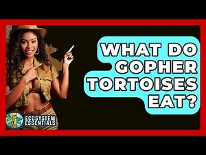 What Do Gopher Tortoises Eat? - Ecosystem Essentials