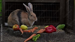 Continental giant / German giant / Flemish giant, very large breed of domestic rabbit eating carrots, vegetables and apples in front of rabbit’s cage