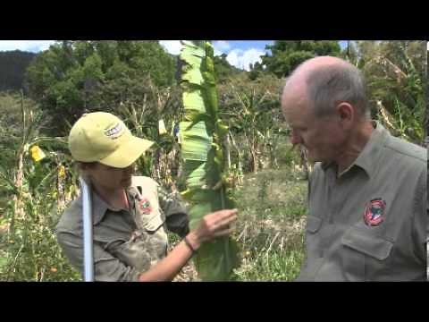 Banana Bunchy Top disease in Australia