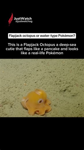 JustWatch on Instagram: "Real-Life Pokémon-Type Octopus Meet the Flapjack Octopus — a rare deep-sea creature found more than 500 meters below the surface. It flaps like a pancake and glides like it’s straight out of the Pokédex! Real, rare, and ridiculously adorable. #flapjackoctopus #reallifepokemon #deepseacreatures"
