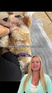 🐶 Why Your Dog Is Shaking Vet Explains the REAL Reasons