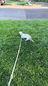 has this happened to anyone else’s dog before 😭 #happy #dogmom #animal #dachshund #fyp #puppy #dog #dogofinstragram | herman big wiener