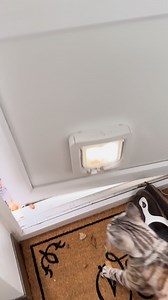 Tiger 🐅 #FurryFamily #fluffy #whiskers #catslovers #reelschallenge | Tiger the bengal cat