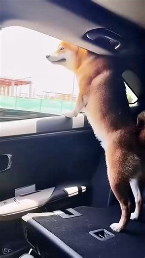 Humorous Dog Moments that Will Make You Laugh