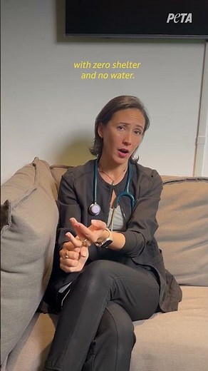 Monkey in Thailand Caged in Sun Without Water