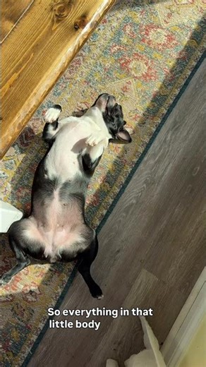 My 5-Year-Old Explains Boston Terriers… and He’s Not Wrong 😂