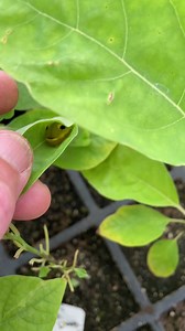 1.1K views · 123 reactions | We grow native plants to contribute to a...