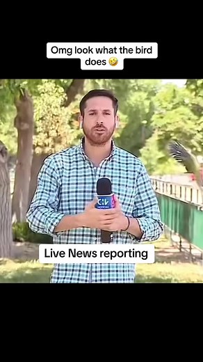 5.2K views · 157 reactions | How funny is this bird? Oh my god, it takes the AirPod out of his ear and flies off and in the meantime the news reporter continues to talk and act as if nothing is happened LOL #news #reels #bird #nature | Beautiful Birds | Facebook