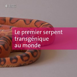 Une équipe de l’UNIGE est parvenue à produire le premier #serpent 🐍 génétiquement modifié. En inactivant un #gène 🧬spécifique, dans des ovules de femelles, les #scientifiques ont réussi à créer des serpents dépourvus d’#écailles dorsales. Il s’agit d’une #première mondiale. Cet exploit ouvre de nouvelles perspectives pour les chercheurs et chercheuses qui étudient la manière dont ces animaux se développent et se sont transformés au cours de l’#évolution. Ces travaux ont été menés par Dr. Athan