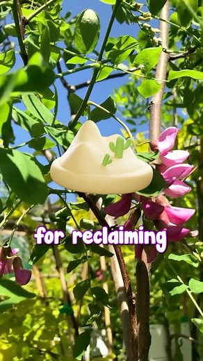Uses of Robinia that surprise you hellohelloplants.com.au | Hello Hello Plants & Garden Supplies | Facebook